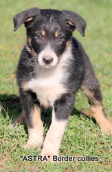 Triclour male, Smooth to medium coat, border collie puppy